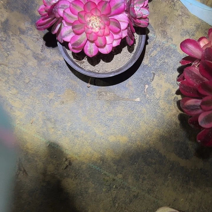 多肉法师植物链接53