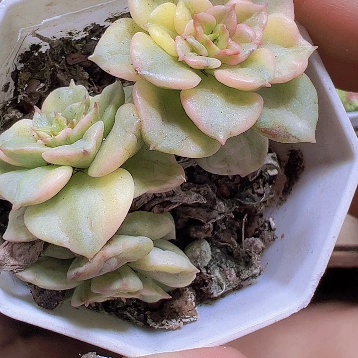 蜡牡丹锦19包邮多肉植物