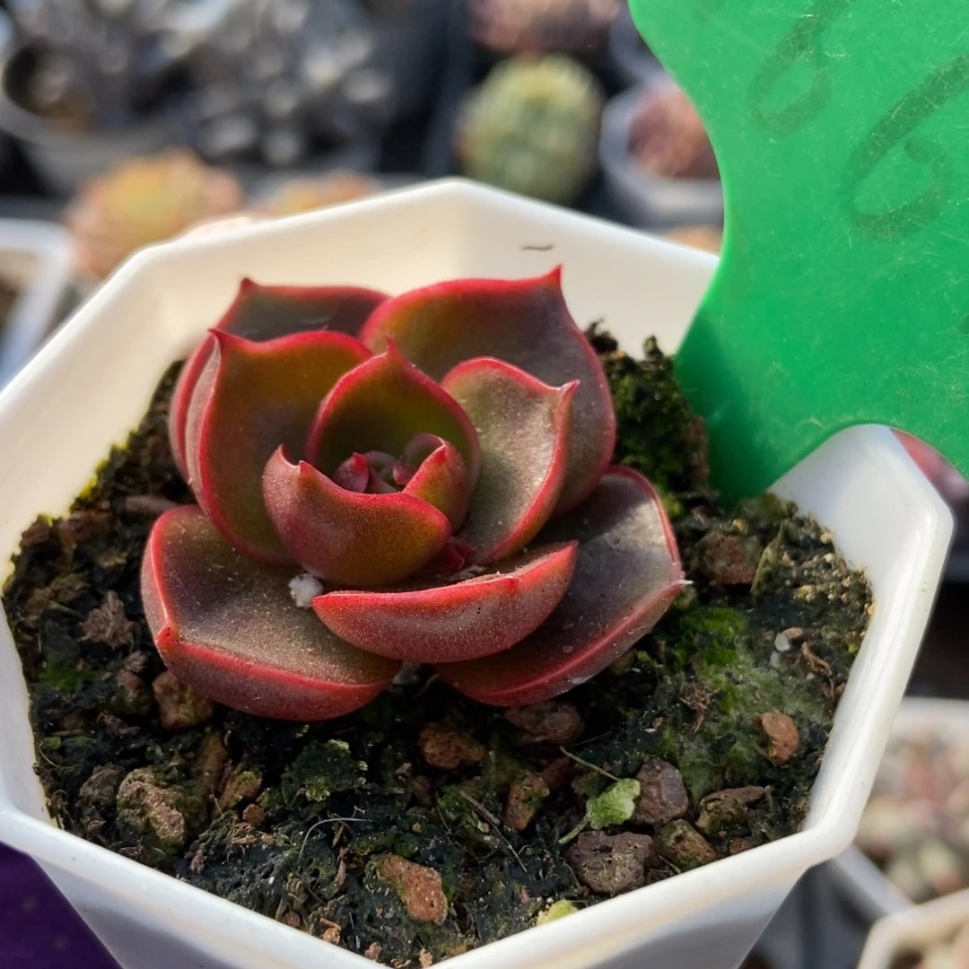 1661红灯多肉植物保护