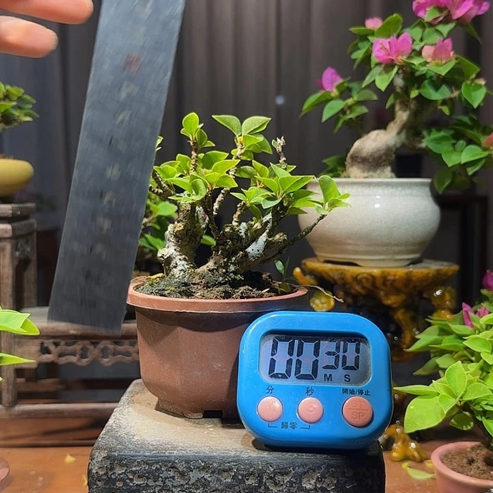 曾***恒无花朵三角梅1111111
