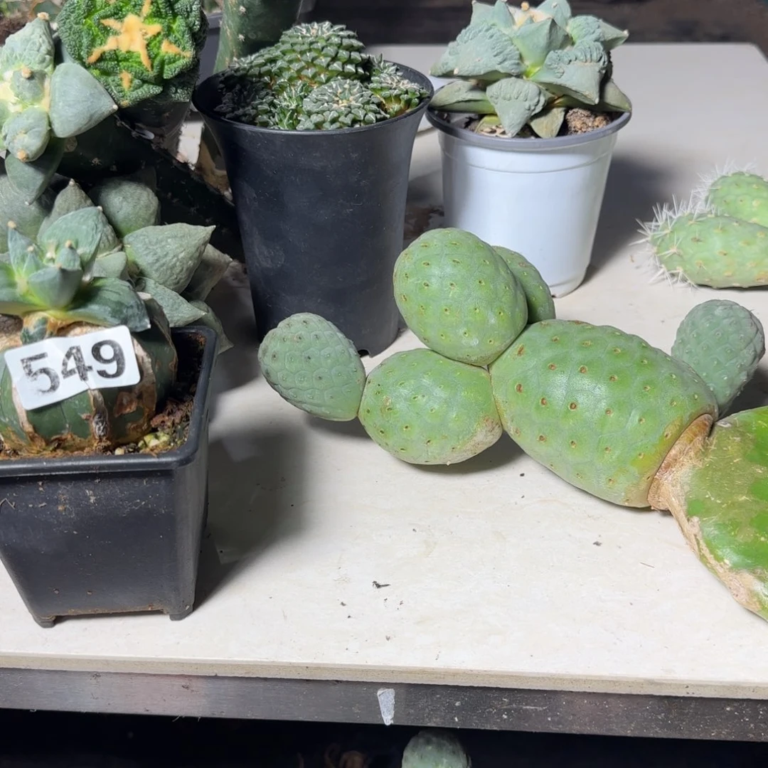一***。无花朵黑刺水牛角