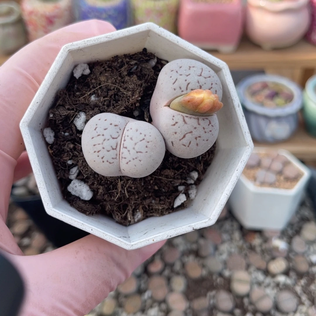 多肉植物一物一拍13
