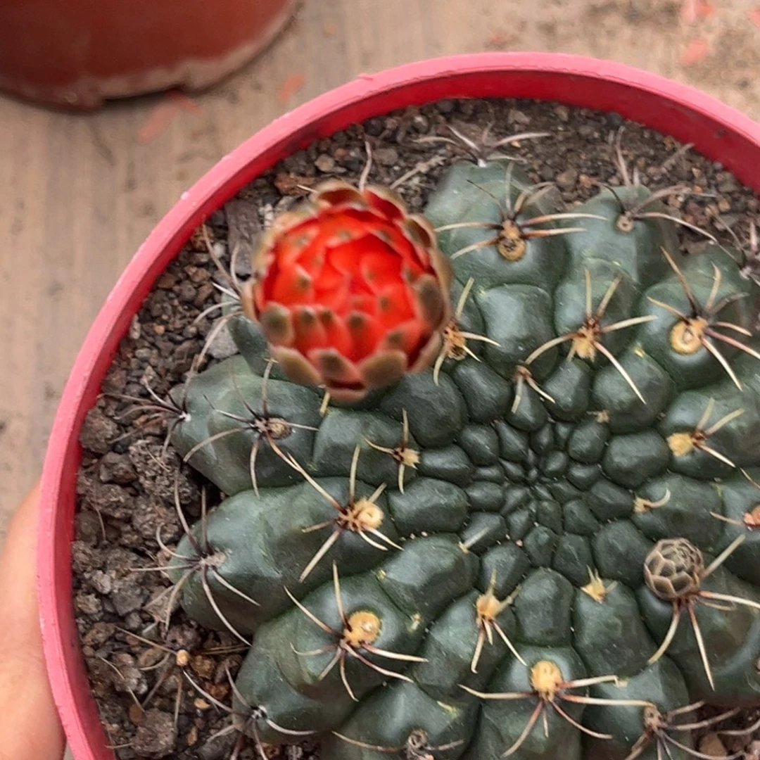 暮***】实生绯花玉仙人球1