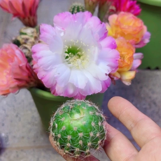 下31彩草舞会歪无根侧芽4公分左右20包邮