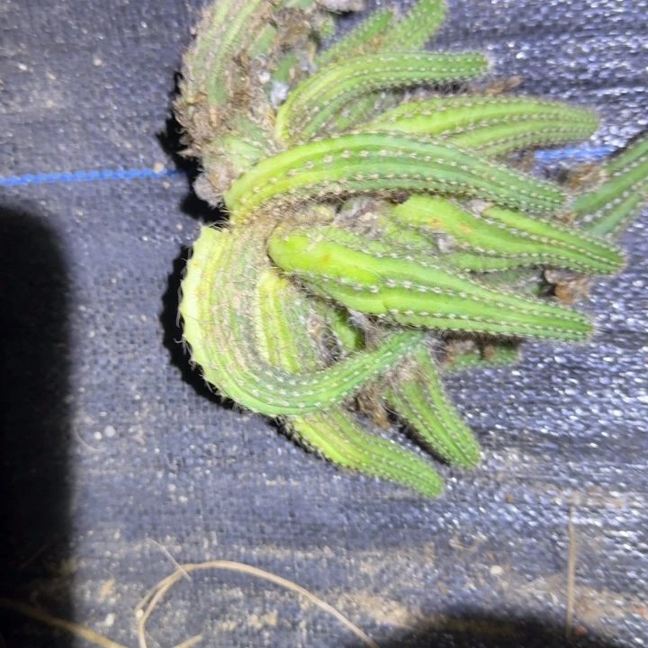 白檀仙人掌群生一群129