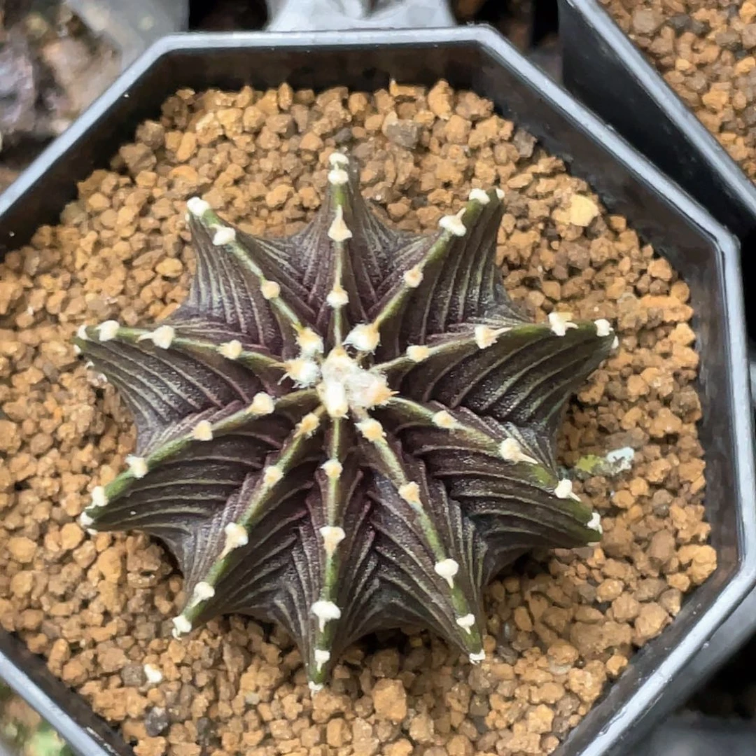 当前无花朵，栽培后可花朵泰系实生根，黑肋骨密骨纹