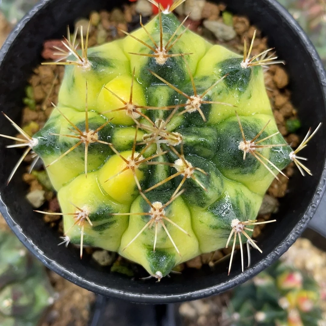 1-192米哈锦5.2厘米