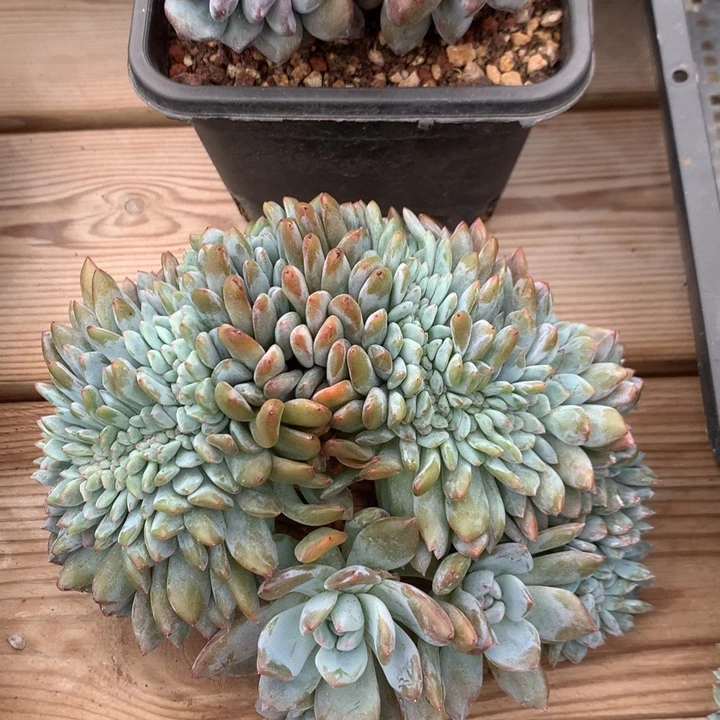 多肉植物星影树缀潜力股