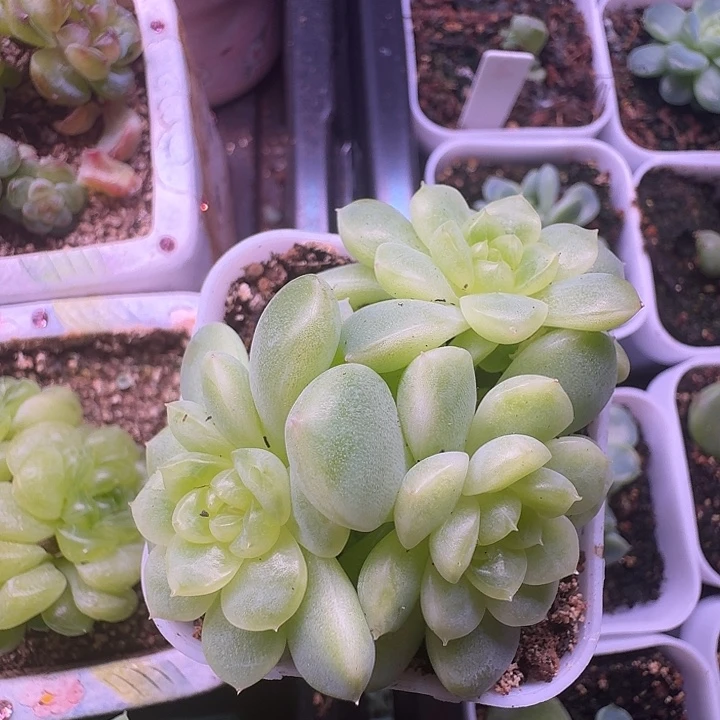 纸鸢朵朵专拍福利