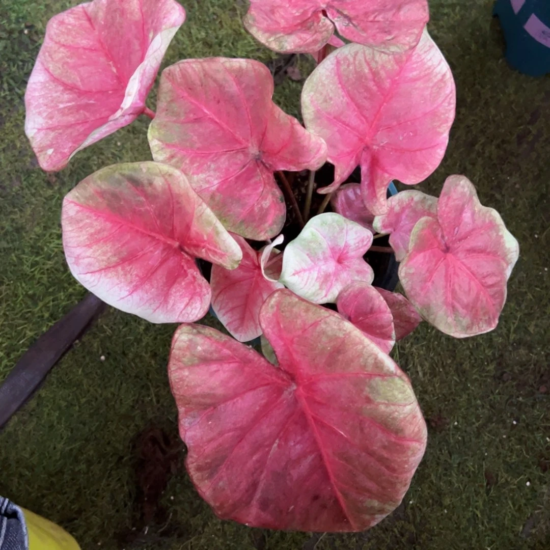 无花朵超大球水蜜桃