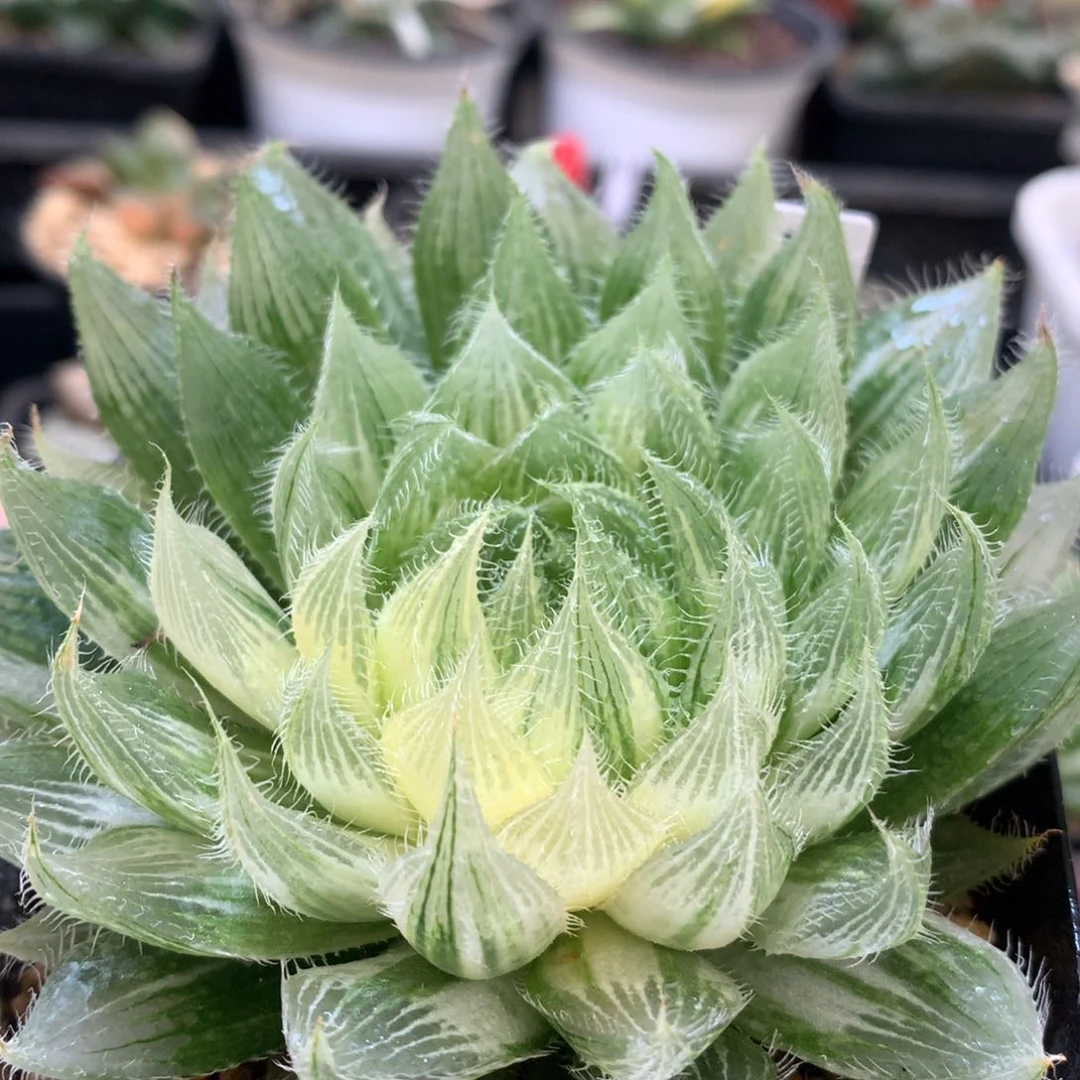 实生原始种锦，脱土发货