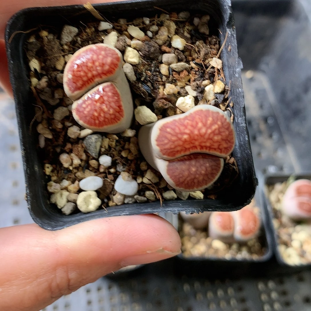 K171多肉植物保护