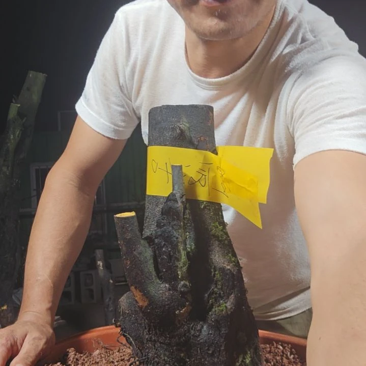 星***山无花朵金单子当前无花果