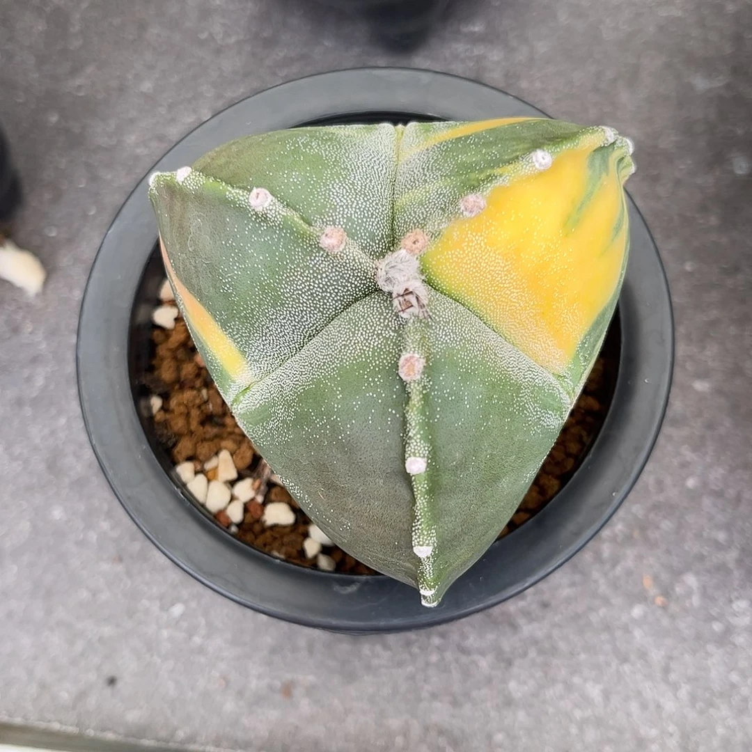 华***姐仙人球鸾凤玉实生