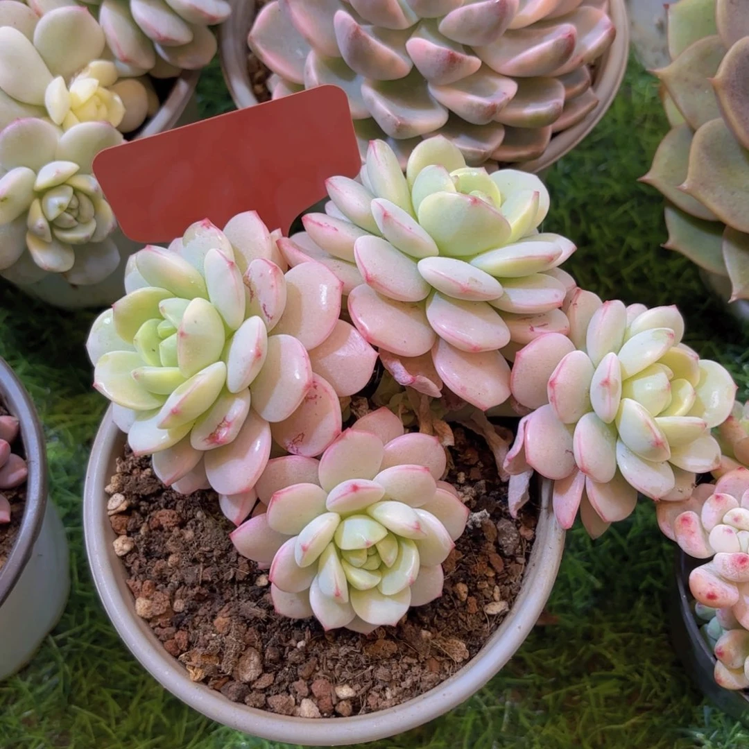 妍***妍云南金致家精品多肉