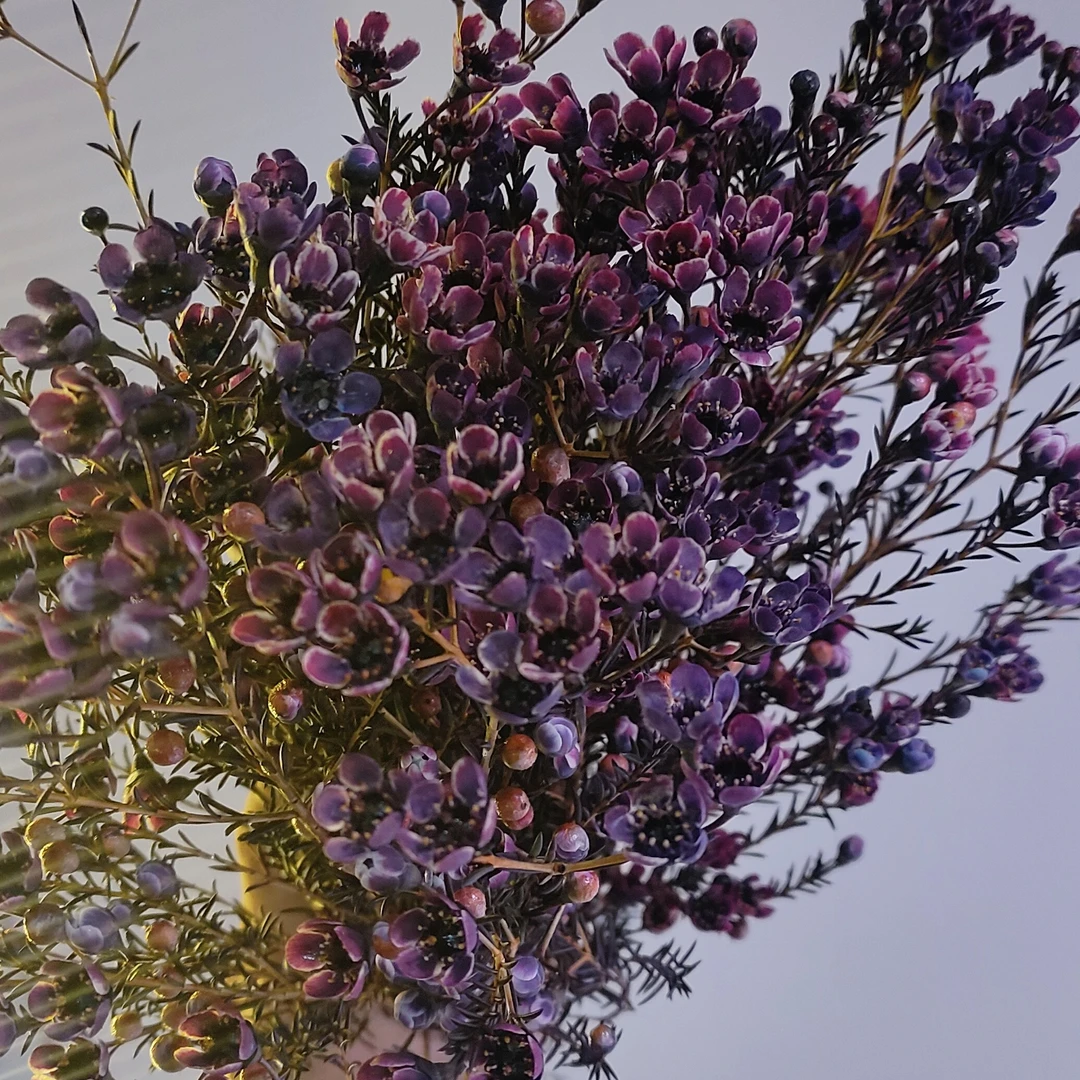 【澳洲腊梅】乌梅子酱腊梅家居花鲜切花1-5小时同城配送