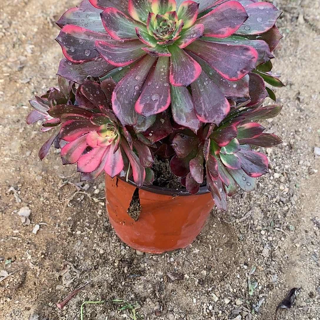 125烟花多肉法师锦老桩