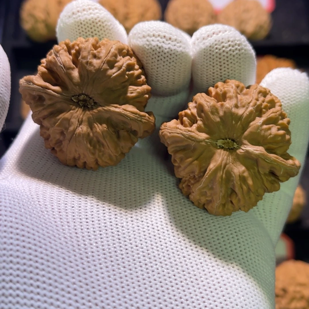 秦皇岛山地果全品42龙脊—62