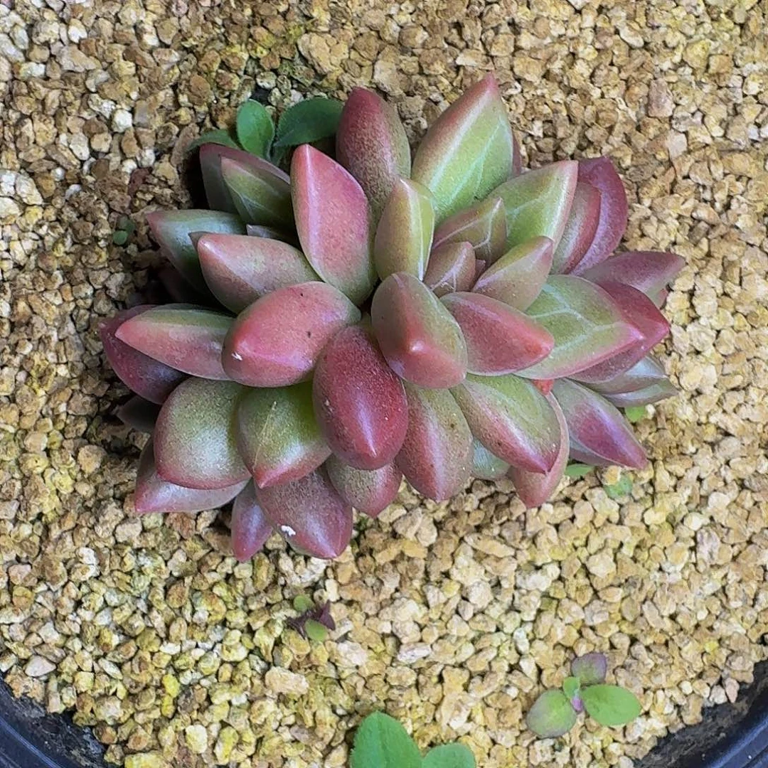 迷雾泡泡 一物一拍