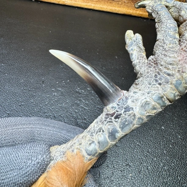 文玩鸡爪骨手把件（单只 处理好十天左右发货）