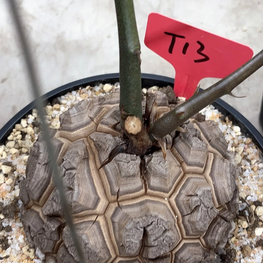 潮流植物精品南非龟，T13