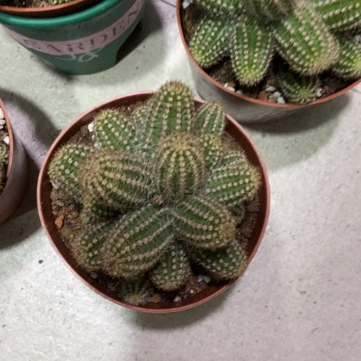 仙人球特鲁迪一物一拍