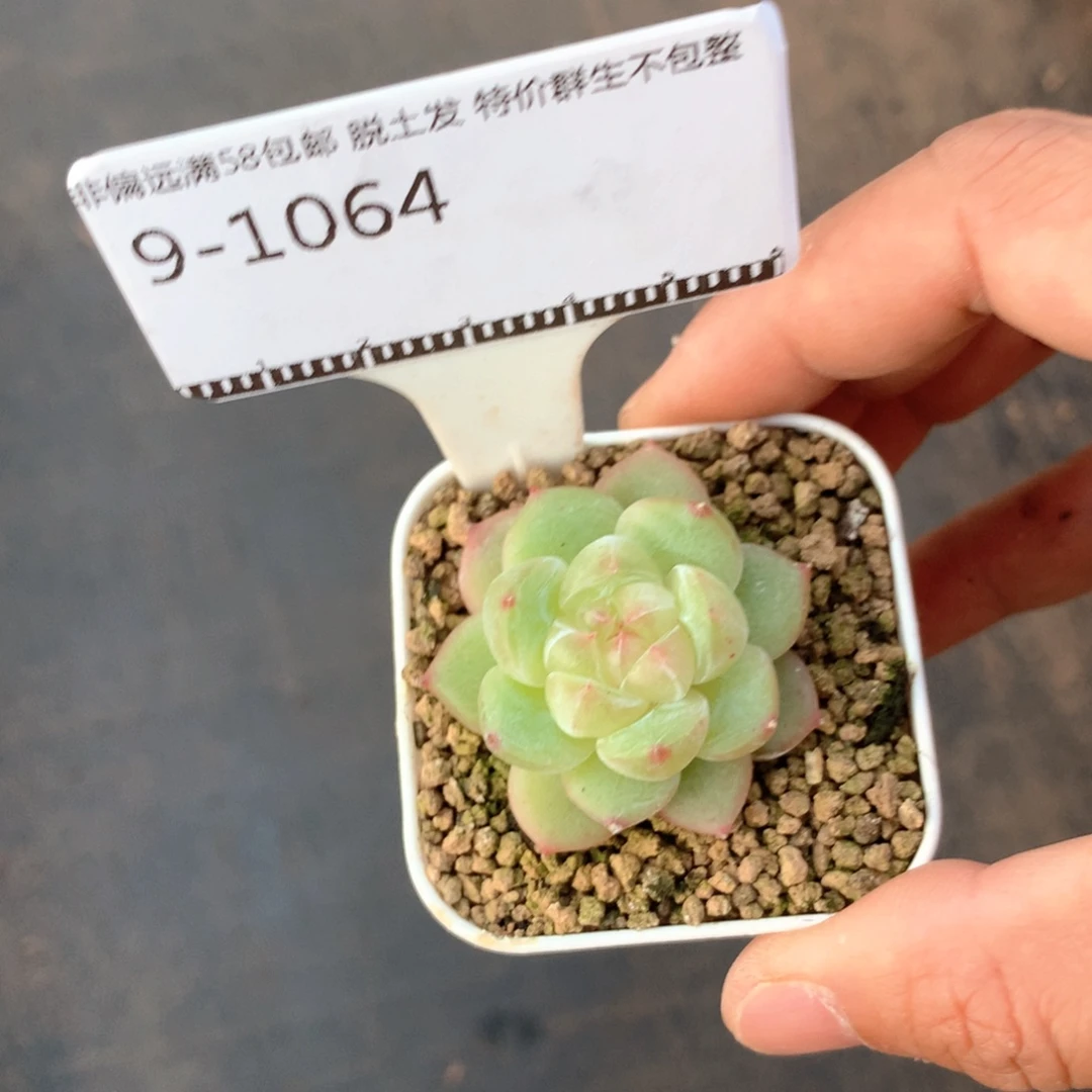 珍妮优选精品多肉58包邮