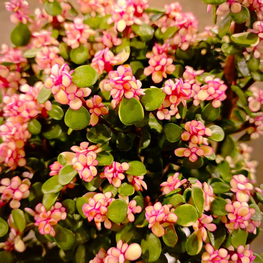 金枝玉叶160#HS 雪山多肉好看新手闭眼入阳台庭院一单