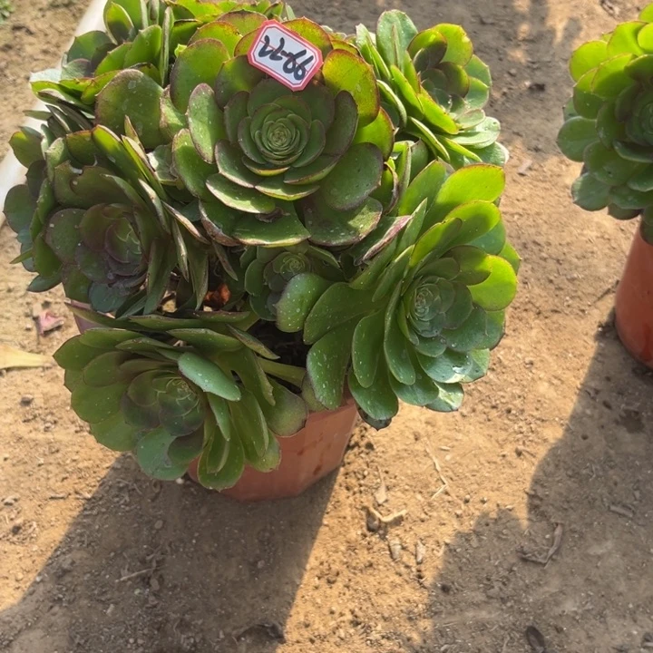 22-66万圣节多肉植物