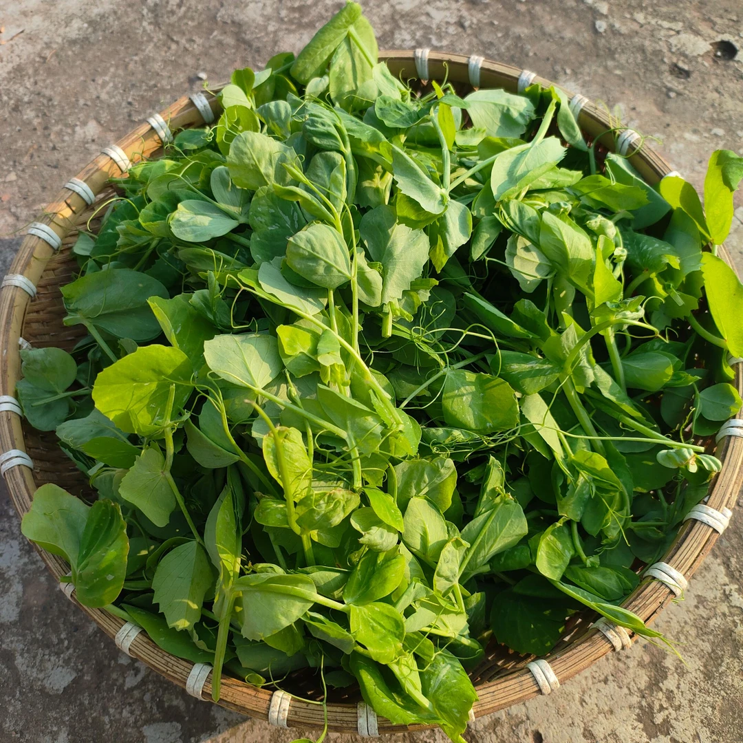 四川农家自种豌豆尖现采现发