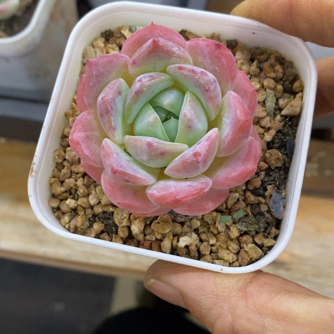 精品多肉一物一拍不包整252