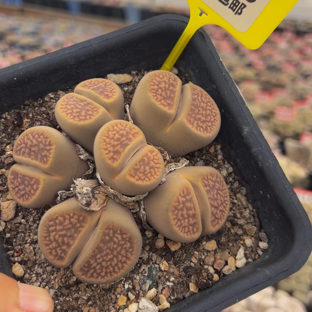 326 生石花大群生大群生