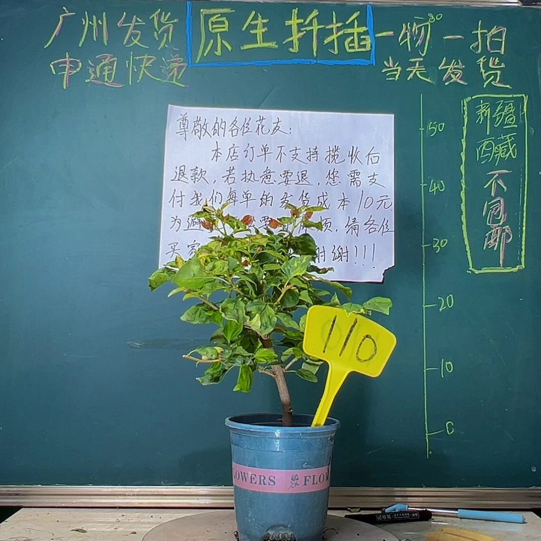 当前无花栽培后可以开花香港丽人110