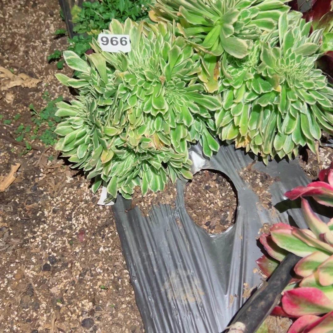 966 号多肉植物法师