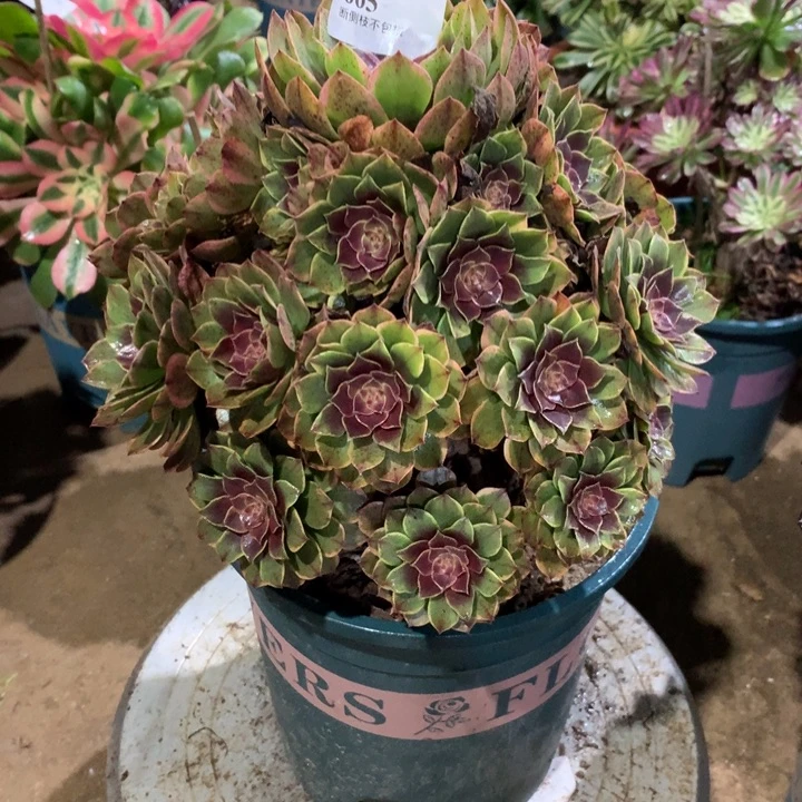 665半夏多肉植物特价