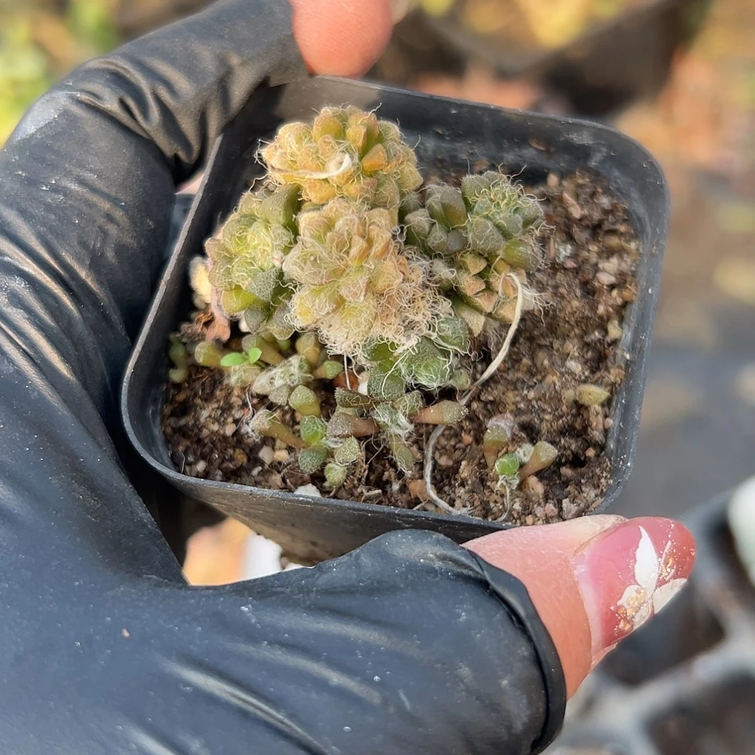 多肉植物黑茶块根