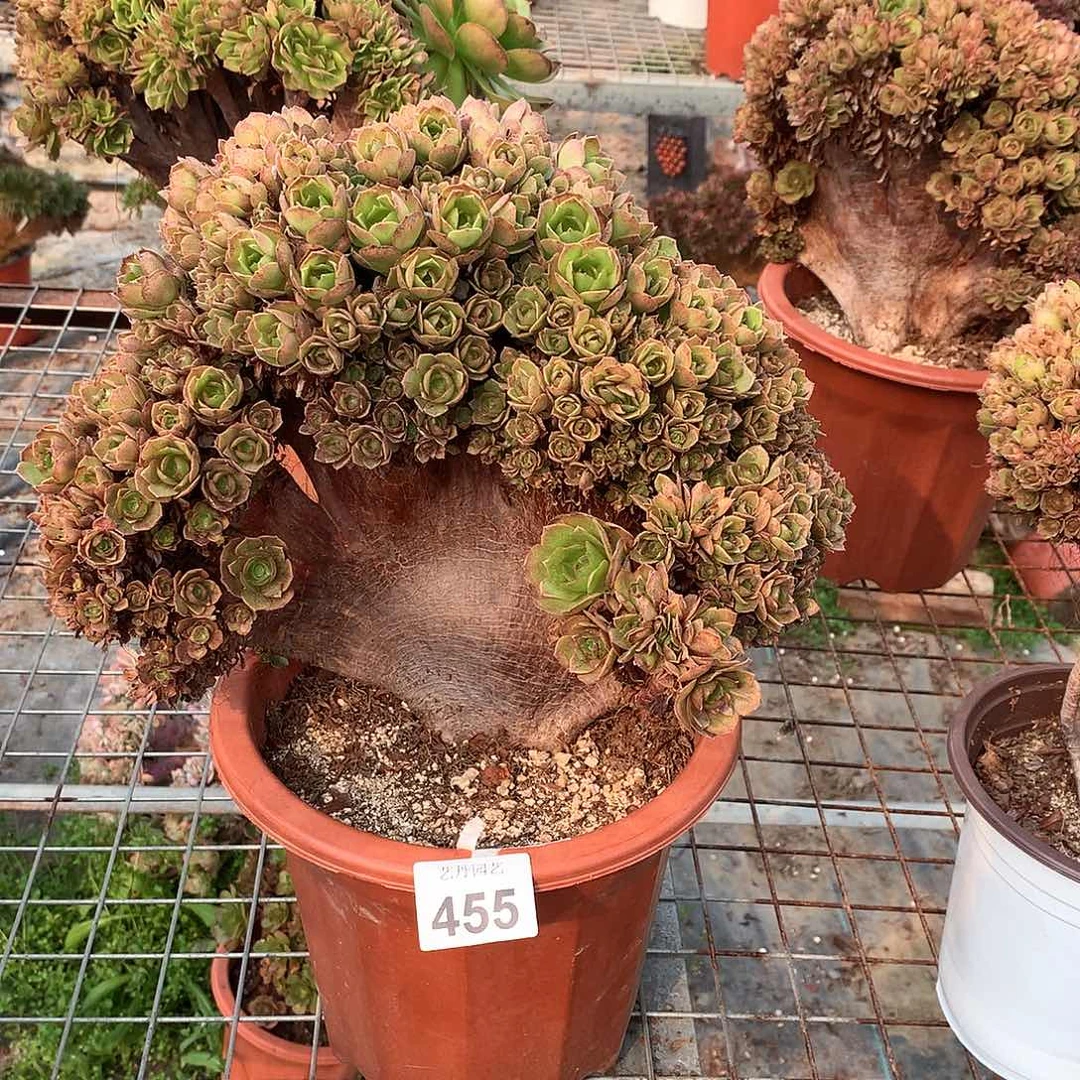 455万圣节瑕疵朵朵