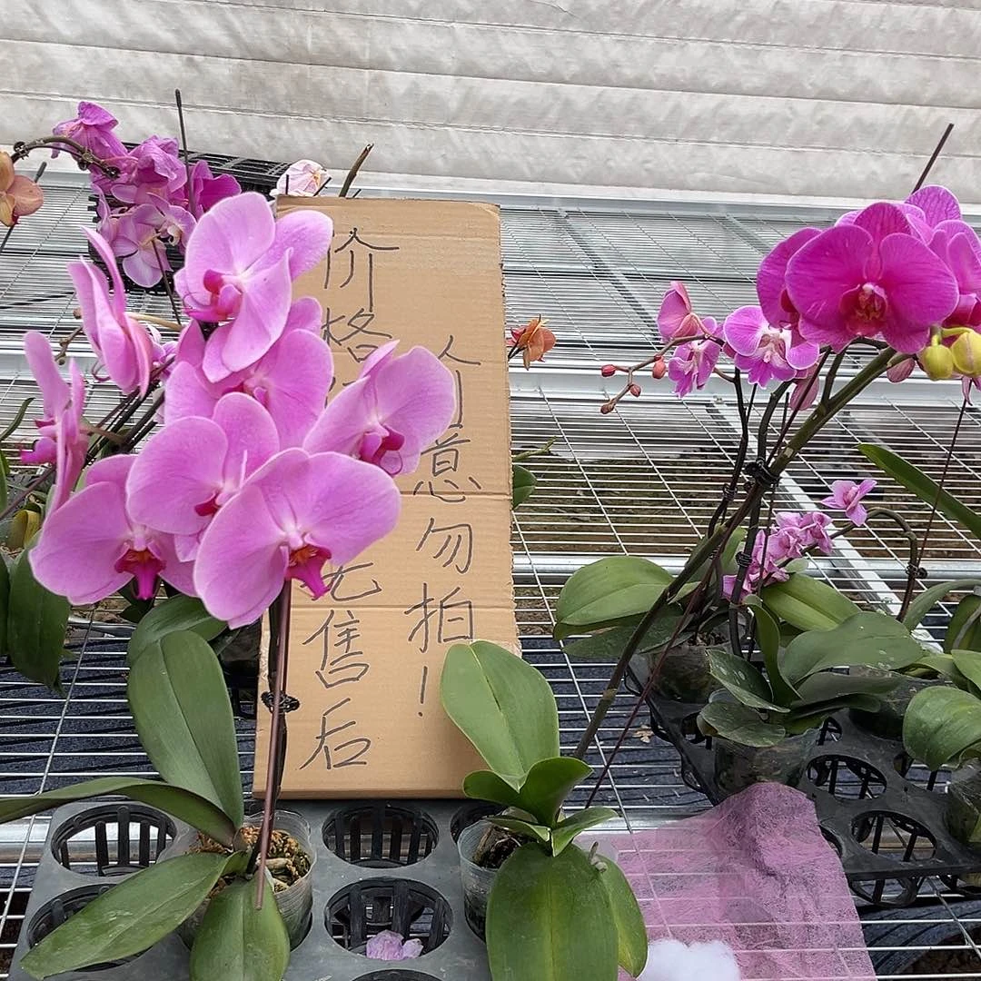 ﹏***╮完全开放蝴蝶兰2个 不售后
