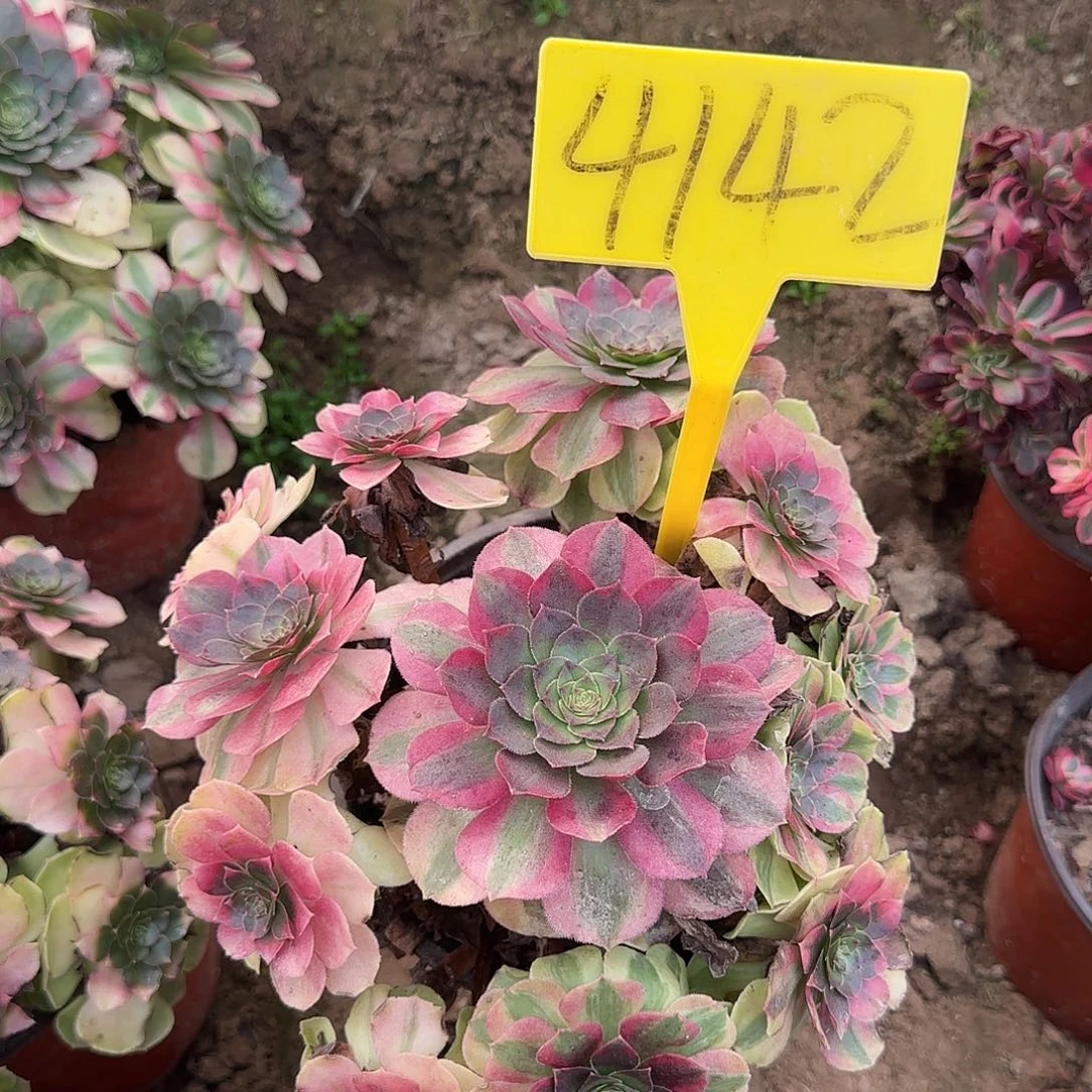 4142---雨荷多头多肉