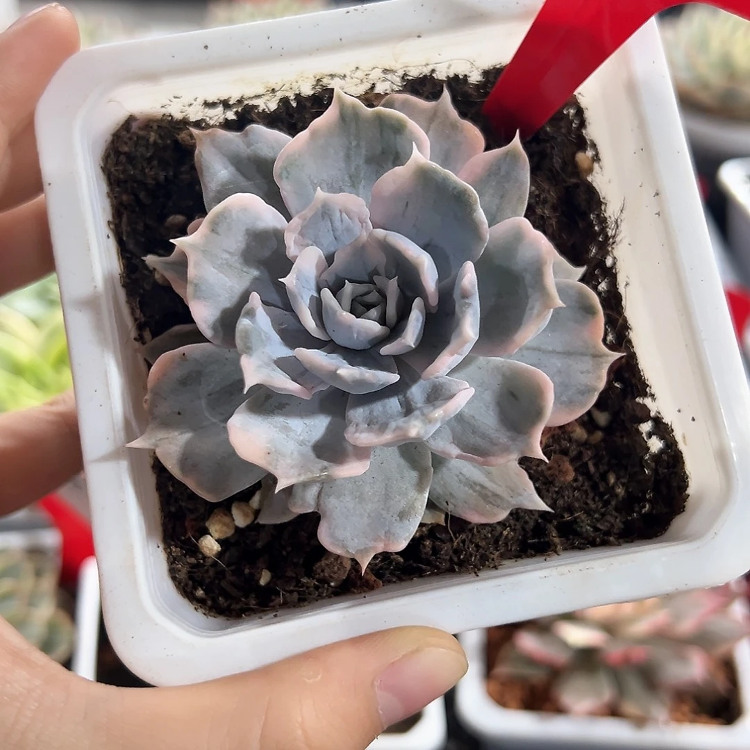 61号丽娜莲锦多肉植物
