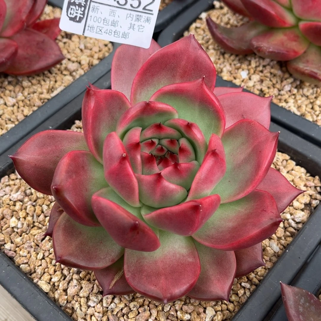 352……………………………………菩萨