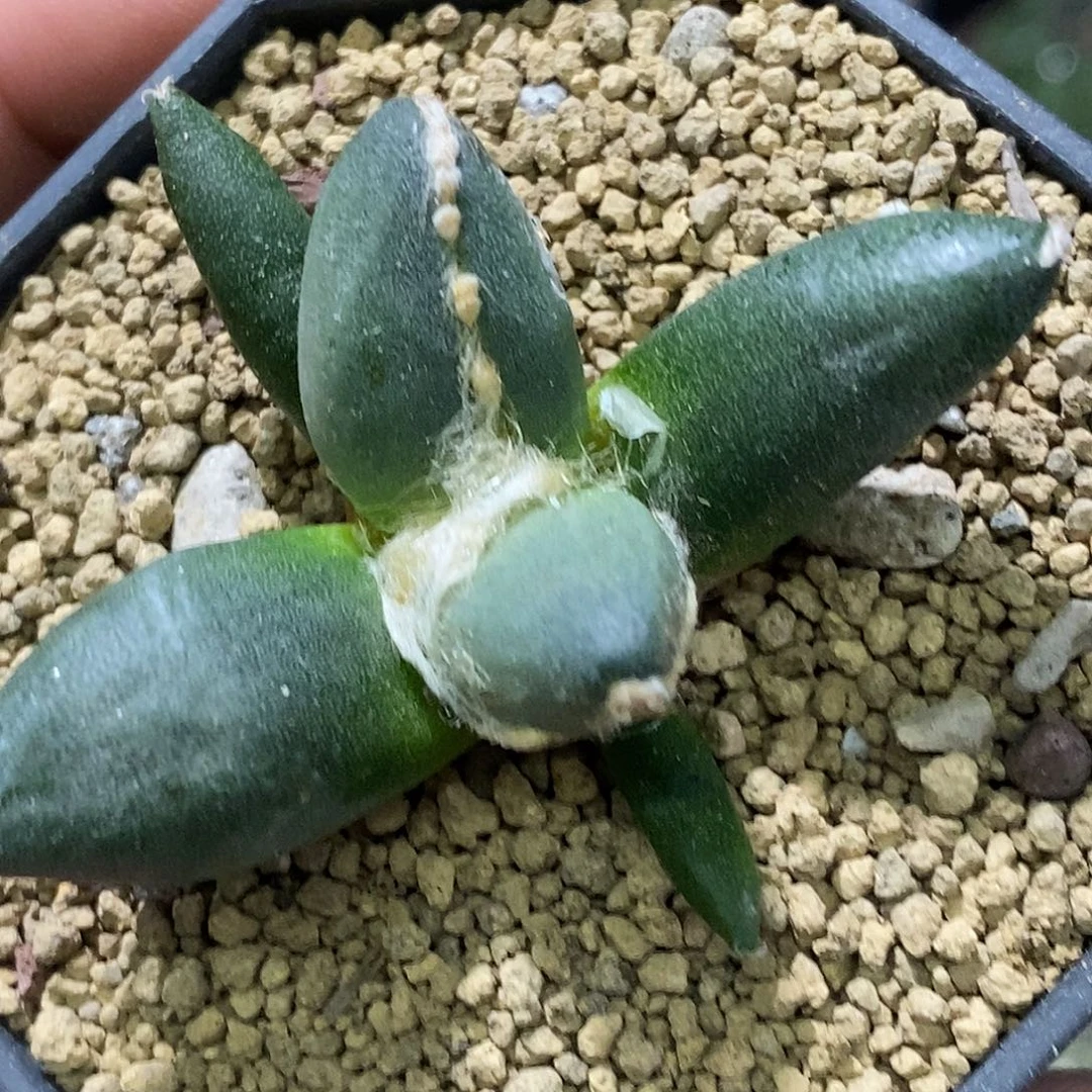 孤品实生特选株中筋割尤达摩蛋尤青瓷