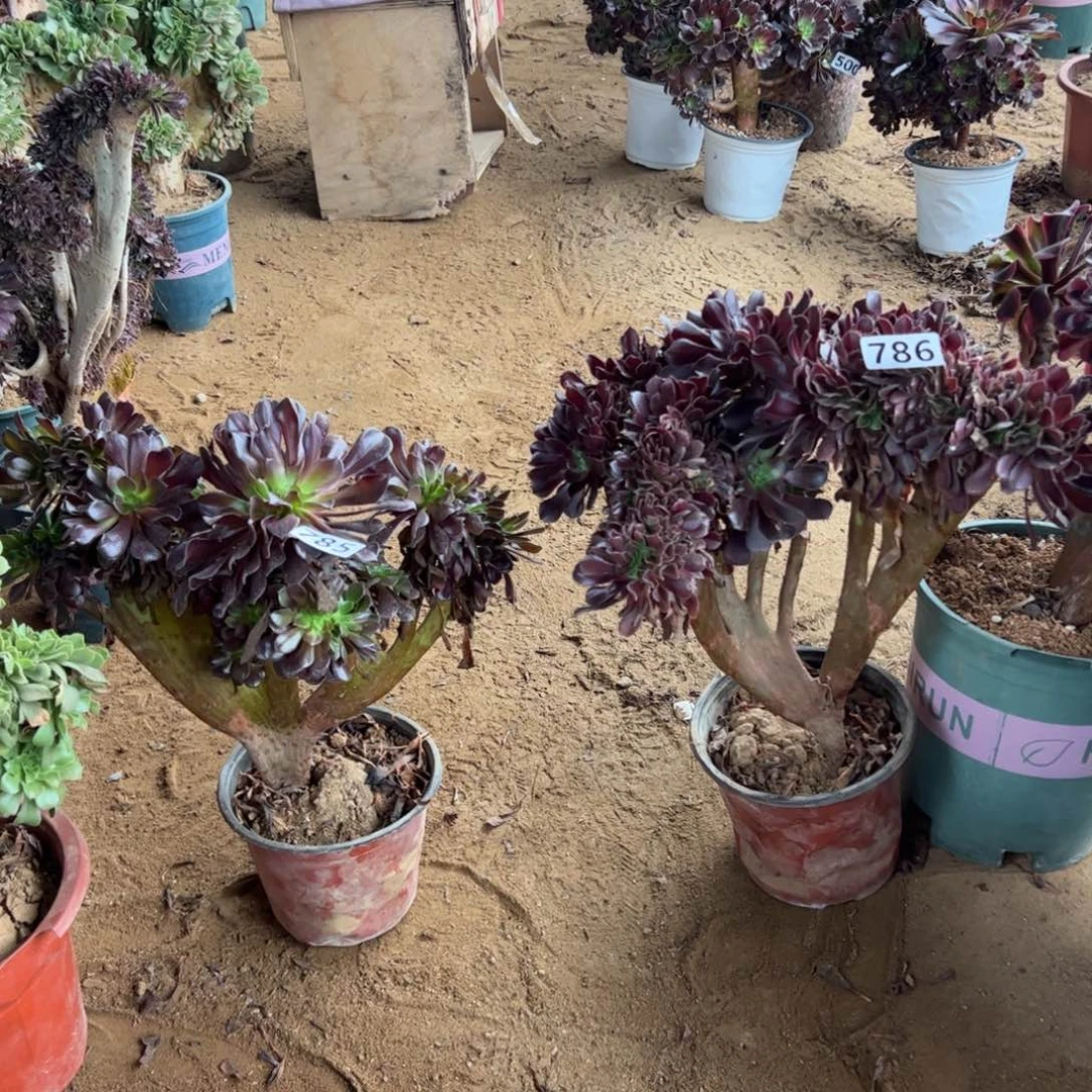 欧紫缀两颗785.786