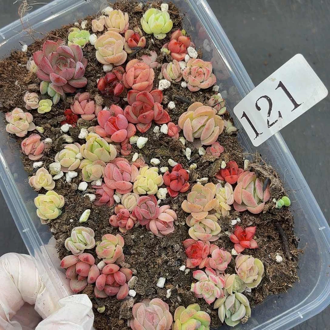 多肉植物多肉植物121