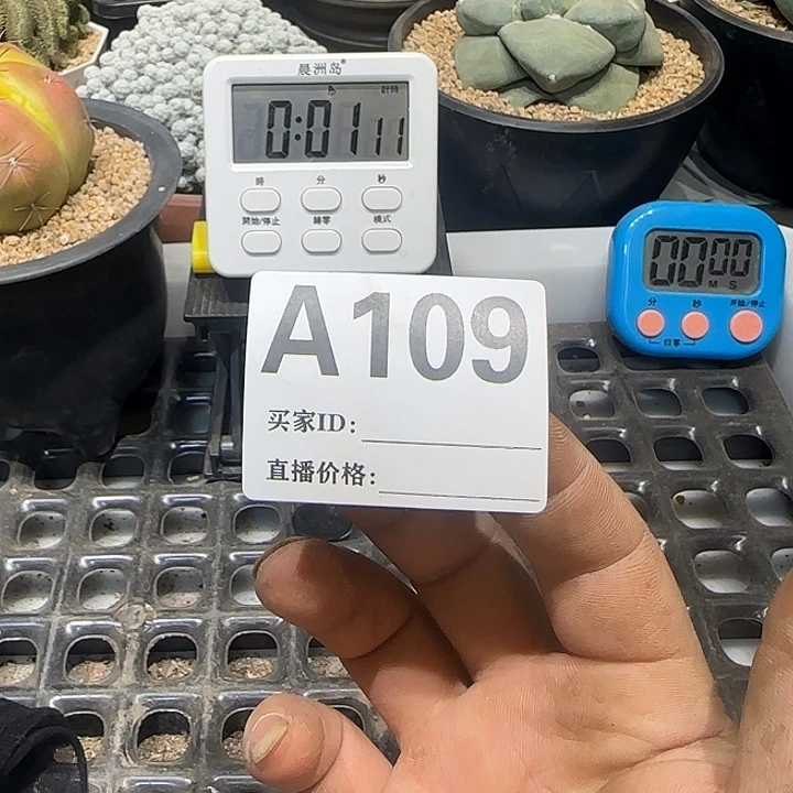 乐***肉实生仙人球特价一颗
