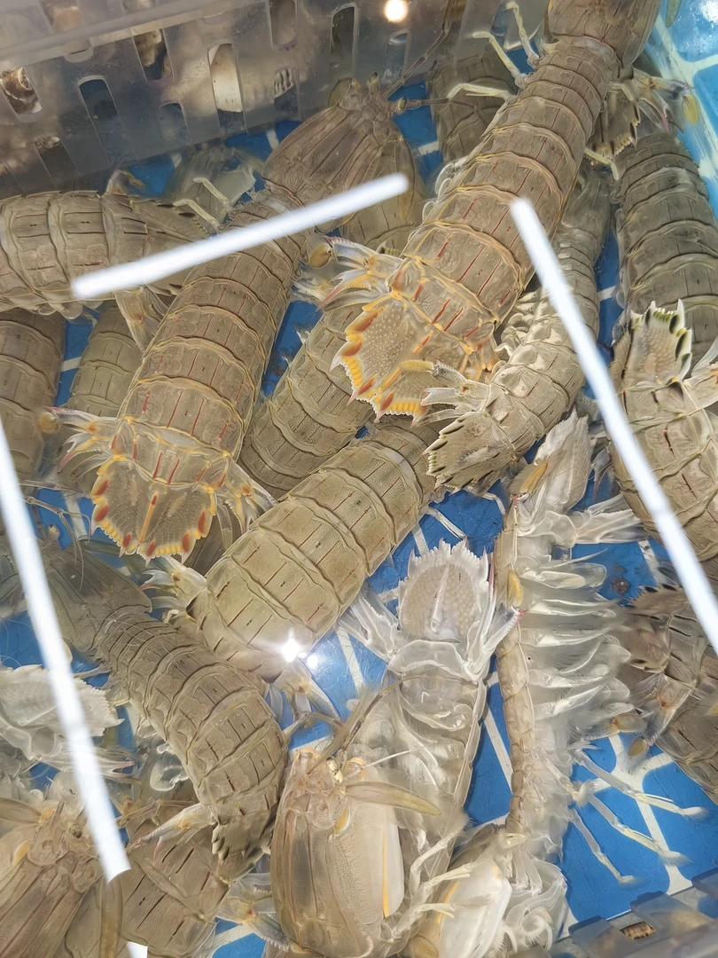 （本海）三斤鲜活小虾爬子公母混母子多有黄