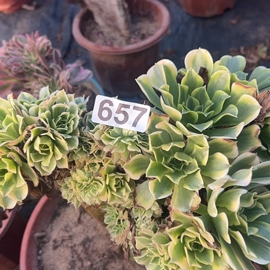 小***琴多肉植物一个绿豆沙657
