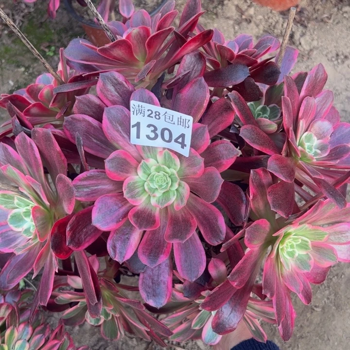 1304婚纱多肉植物