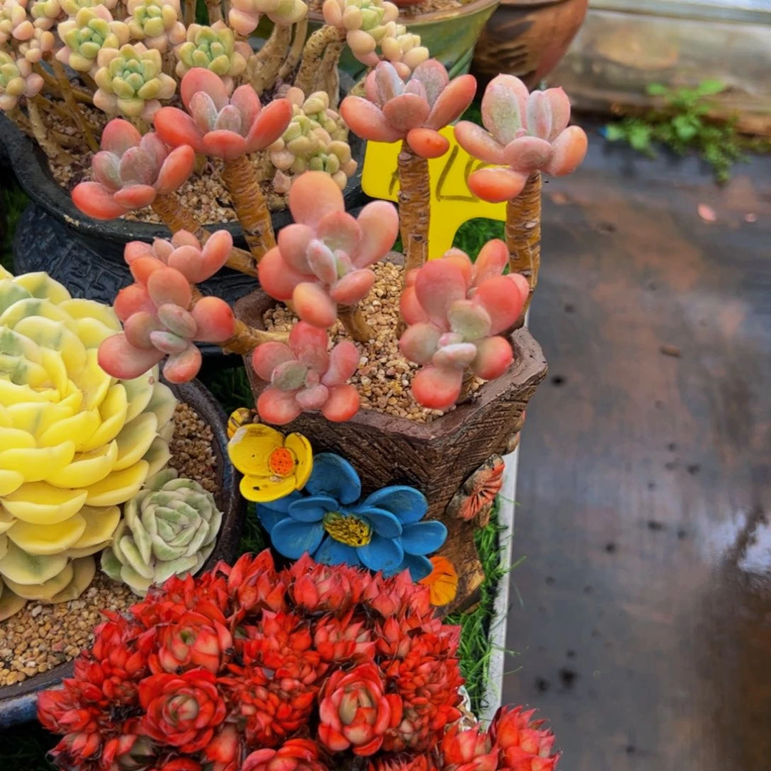 乐***妈小叶灰姑娘小老桩带盆