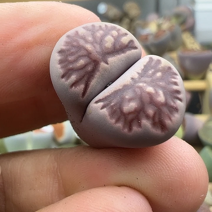 4259紫菊福利清11111111